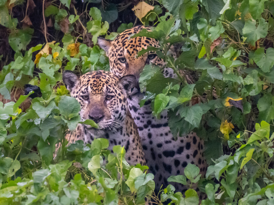 Epic Wildlife Encounters in Latin America and the Caribbean