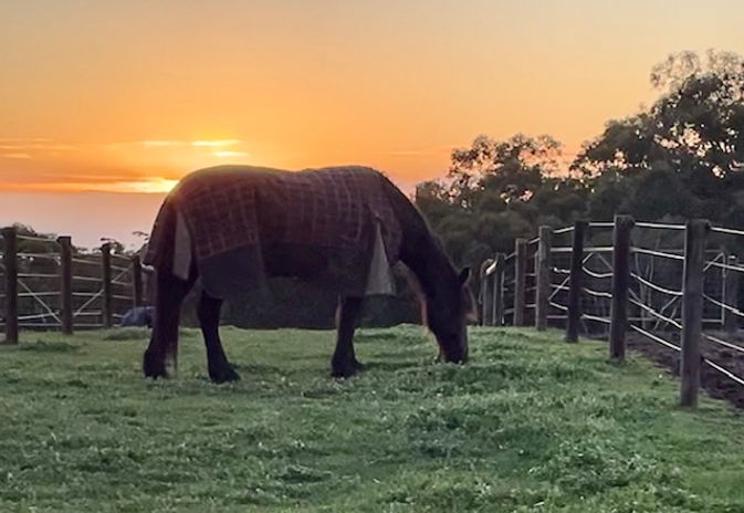 Ravel at sunset.jpg