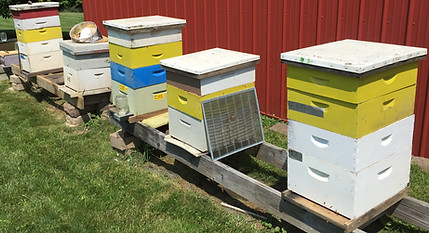 TPC bee imagery (38 of 56).jpg