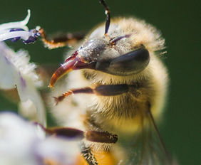 TPC bee imagery (17 of 17).jpg