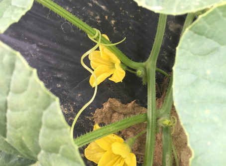 Emergency Pollination