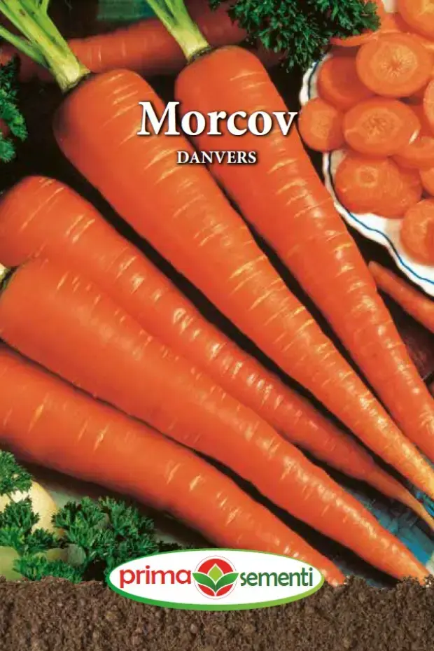 Morcov Danvers 4 gr,Prima Sementi