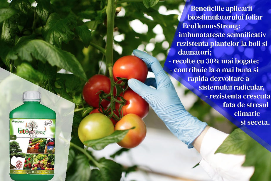 food-scientist-showing-tomatoes-greenhouse-2-2-2.jpg