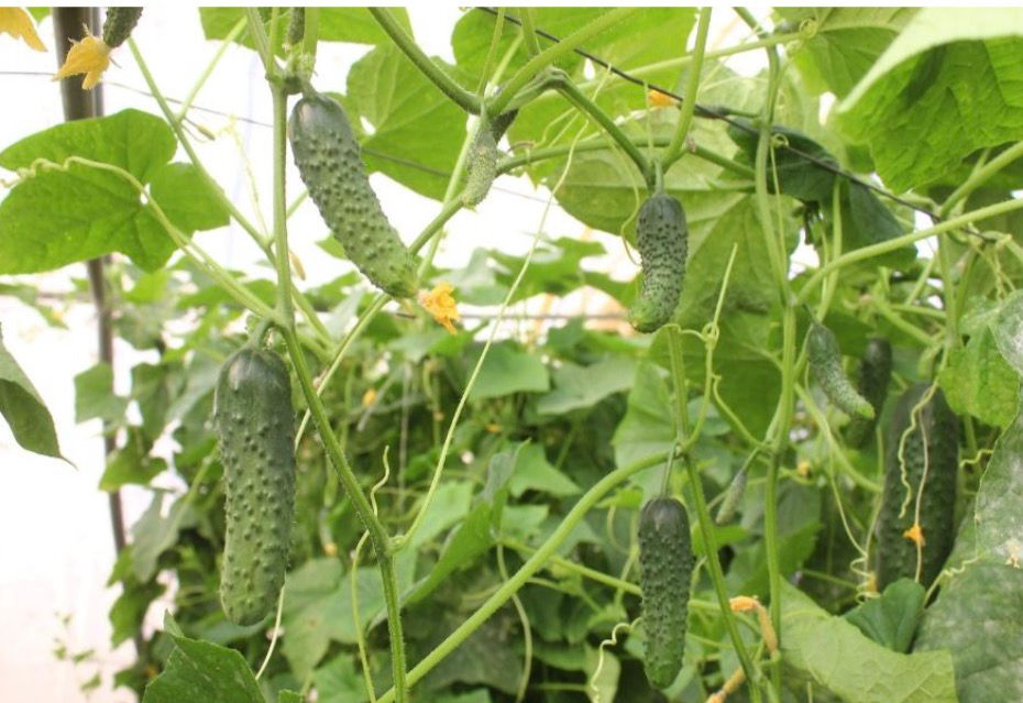 Seminte castraveti Tepes F1, 100 seminte, Hortiva Seeds