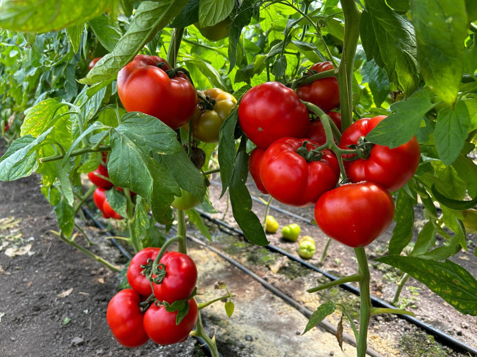 Seminte tomate Costared F1, 100 seminte, Rijk Zwaan
