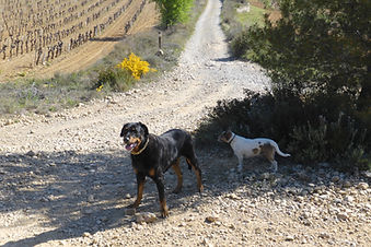 Photo Catch Sheuk Vigne.jpg
