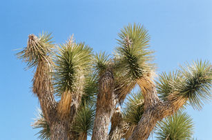 Close-up of spiky Joshua tree branches against a clear blue sky.