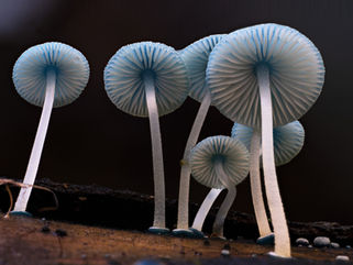 Pixie Parasol Axford 3.jpg
