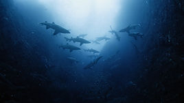 oceancurrents-still-1.jpg