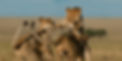 lioncenter8.jpg