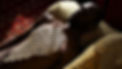 96_elephants_slider-m.jpg