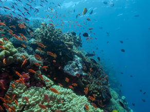 Coral Sea heads to Wildlife Film Festival Rotterdam