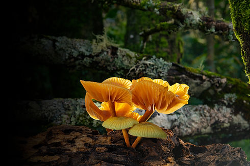 fungi_heroimage_02a.jpg