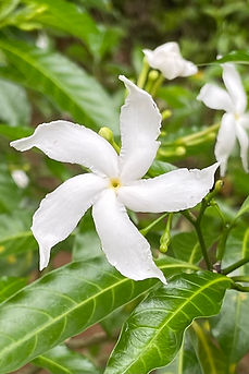 jasmine in our garden
