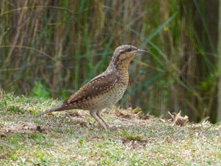 Wryneck for Lunch Friday 27th August 2021