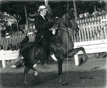 Noteworthy Suggestion: Premier Horse Riding Lessons