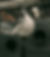 umit-yildirim-Ass0DusYDk4-unsplash_edited.jpg