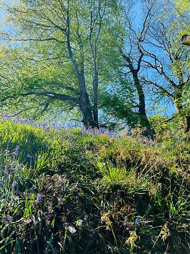 Tree on hill.jpg