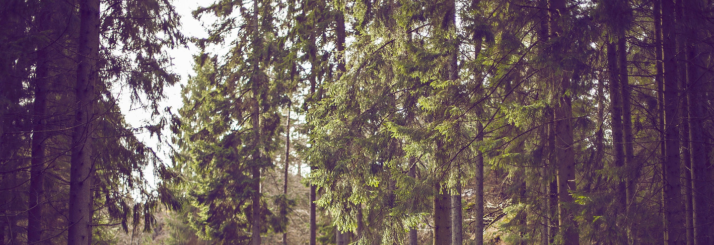 Waldweg-