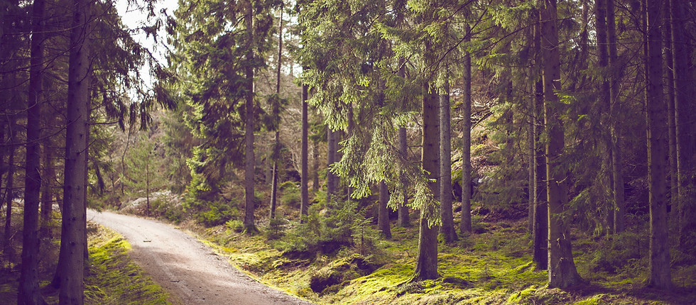 Woodland Path
