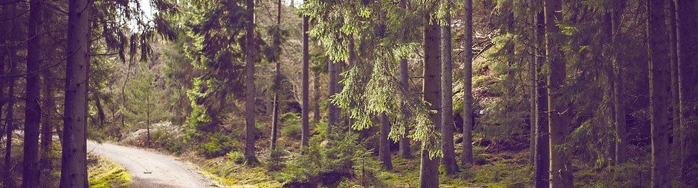 Chemin Woodland