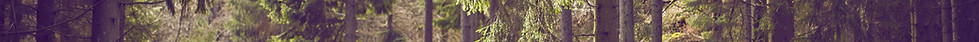 Woodland Path