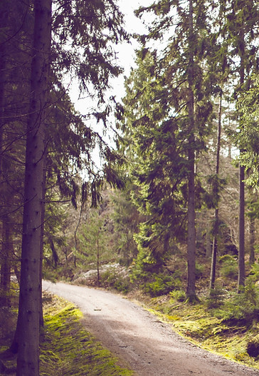 Woodland Path