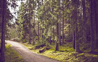 Waldweg-