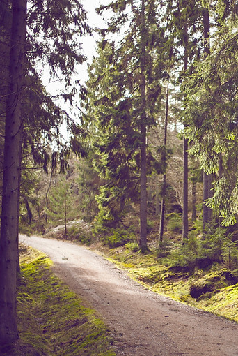 Waldweg-