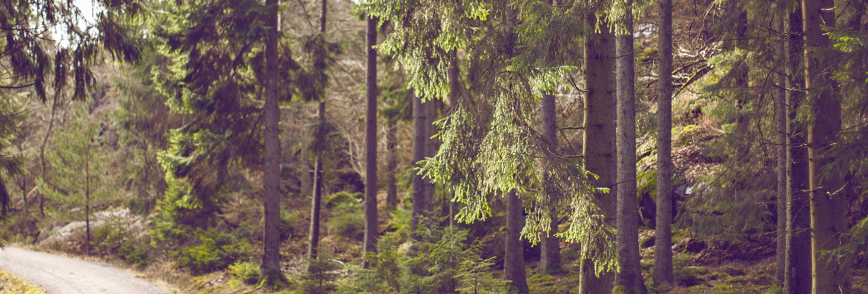 Woodland Path