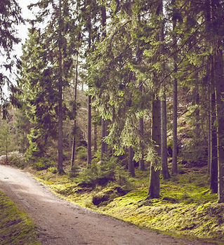 Woodland Path