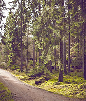Woodland Path