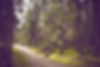 Chemin Woodland