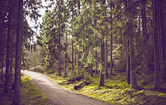 Woodland Path