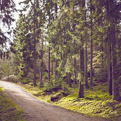 Forest Path View