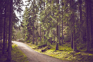 Waldweg-