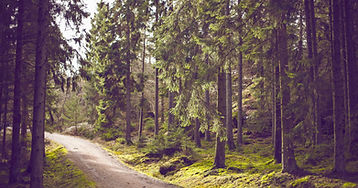 Woodland Path