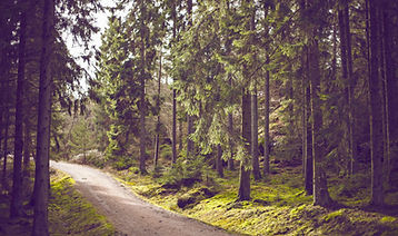 Woodland Path