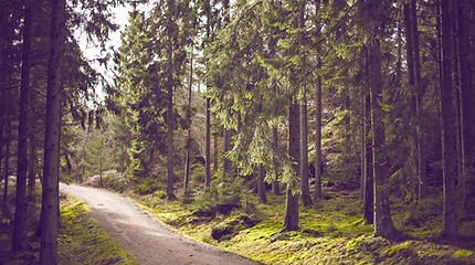 Woodland Path