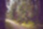 Life Coaching - Waldweg