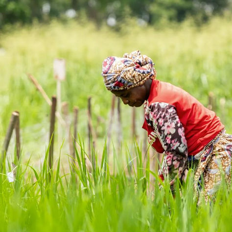 La Côte d’Ivoire obtient un financement climatique majeur pour aider les petits exploitants agricoles à s’adapter au changement climatique et à augmenter leurs rendements