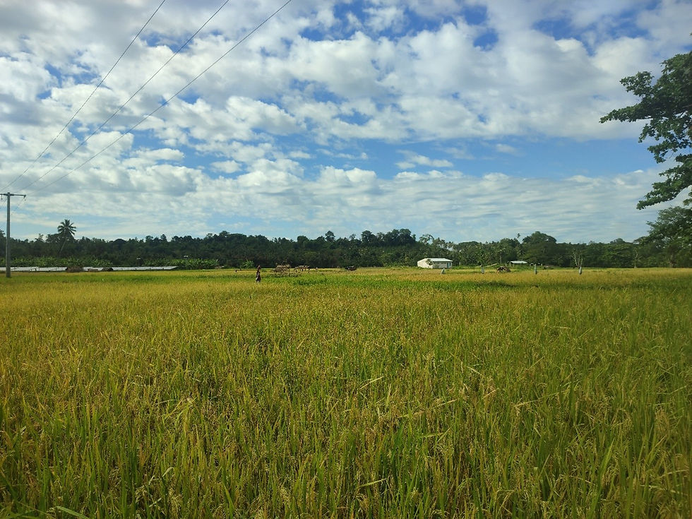 Picture 2: Rice fields in Ndrondroni, Moheli-Comoros (Credit: AfricaRice).