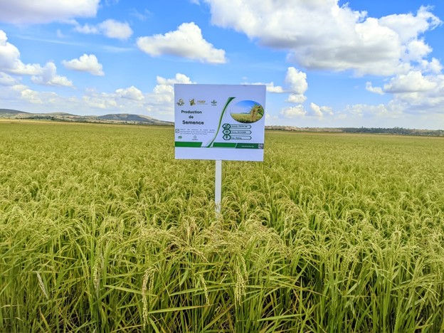 Picture 2: Production of foundation seeds at the FOFIFA-AfricaRice rice research station in Mahitsy. (Credit: AfricaRice)