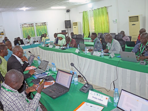 Rice Farming in West Africa: AfricaRice Launches a Regional Initiative to Ensure Access to Climate-Resilient Rice Seeds with High Market Value