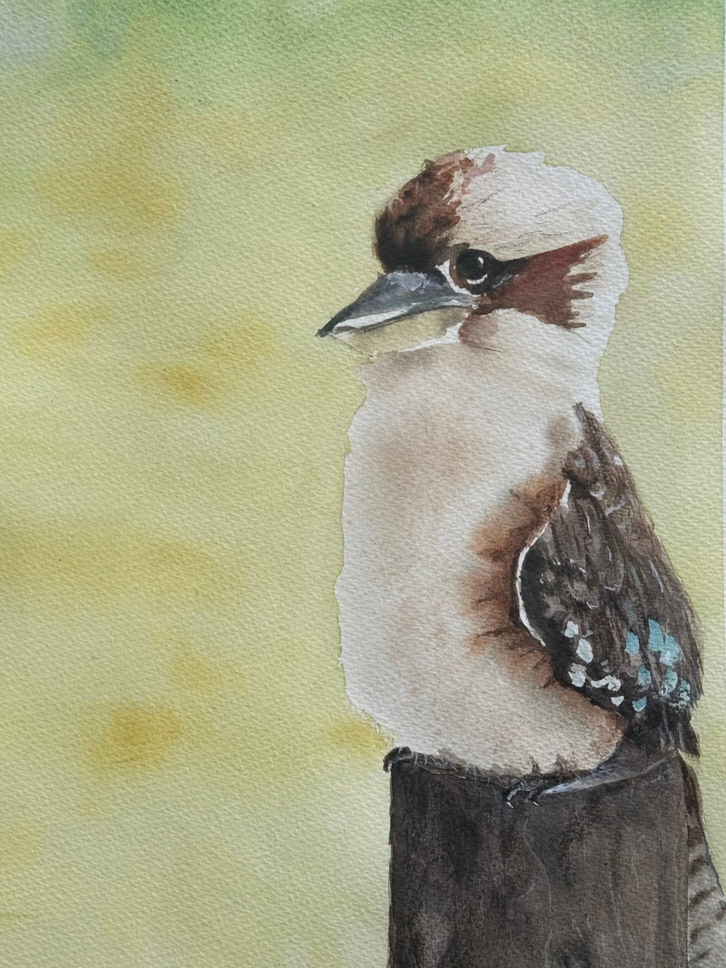 Kookaburra on Stump