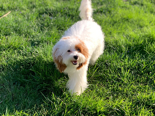Reuben, our Blenheim Cavapoo Stud