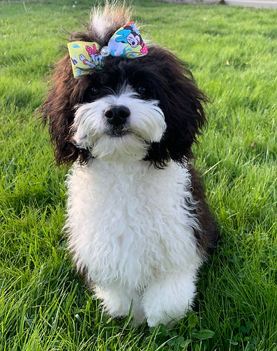 Stella D'Oro, black and white cavapoo mother