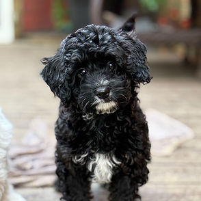 Phantom/Tricolor/Piebald Cavapoo Puppy
