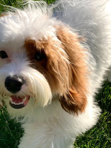 Reuben, our Blenheim Cavapoo Stud