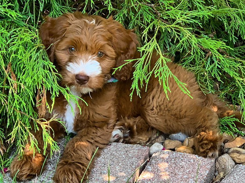 Eden, red abstract Micro-mini golden doodle mother as a puppy.